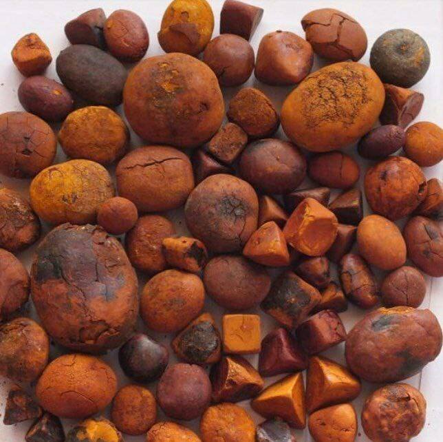 cow gallstones